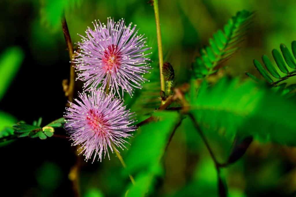 What Is Mimosa Pudica? Your Complete Guide
