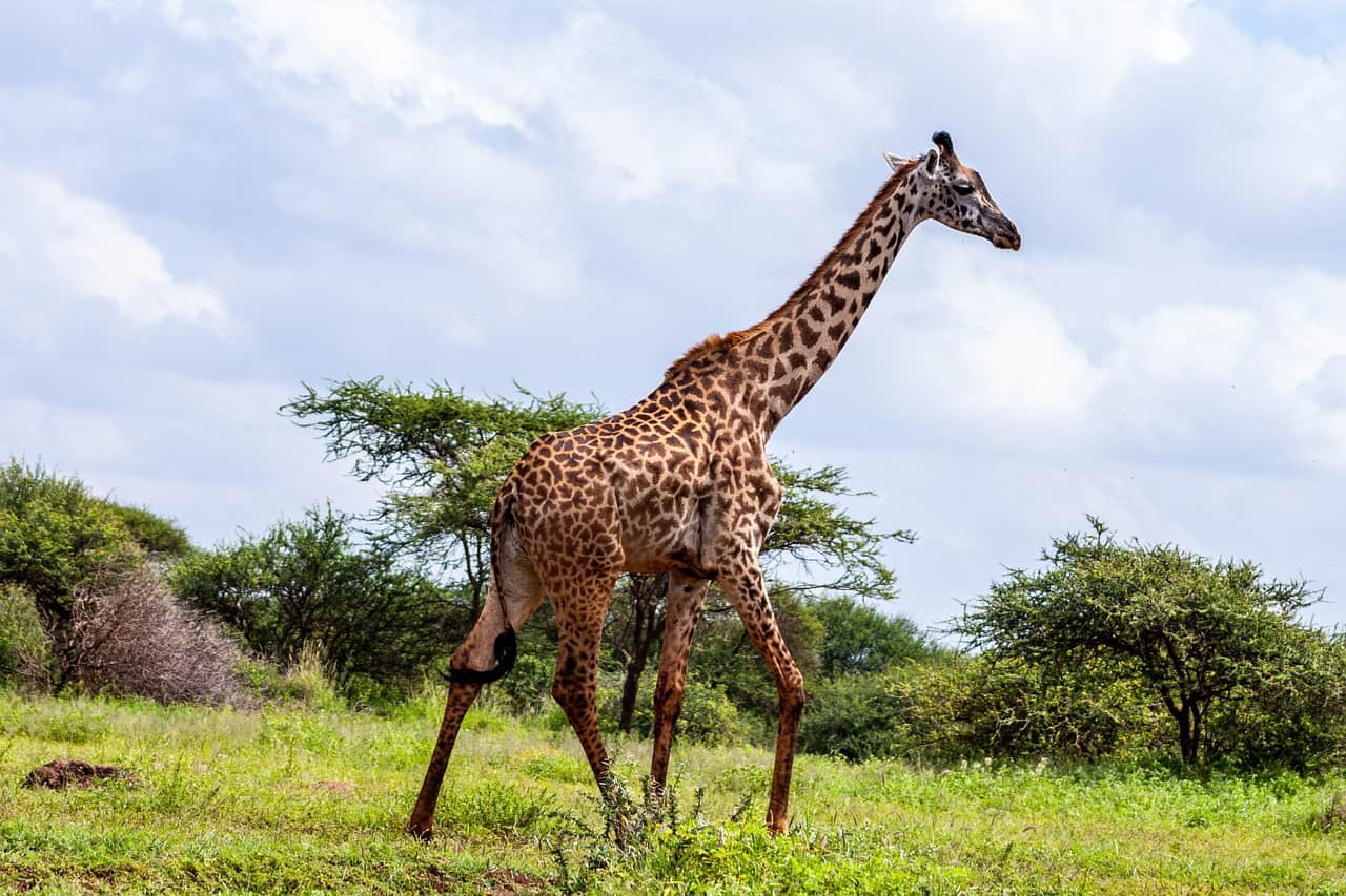 These Are the 5 Best, Kenya Safari Destinations 5 Amboseli National Park