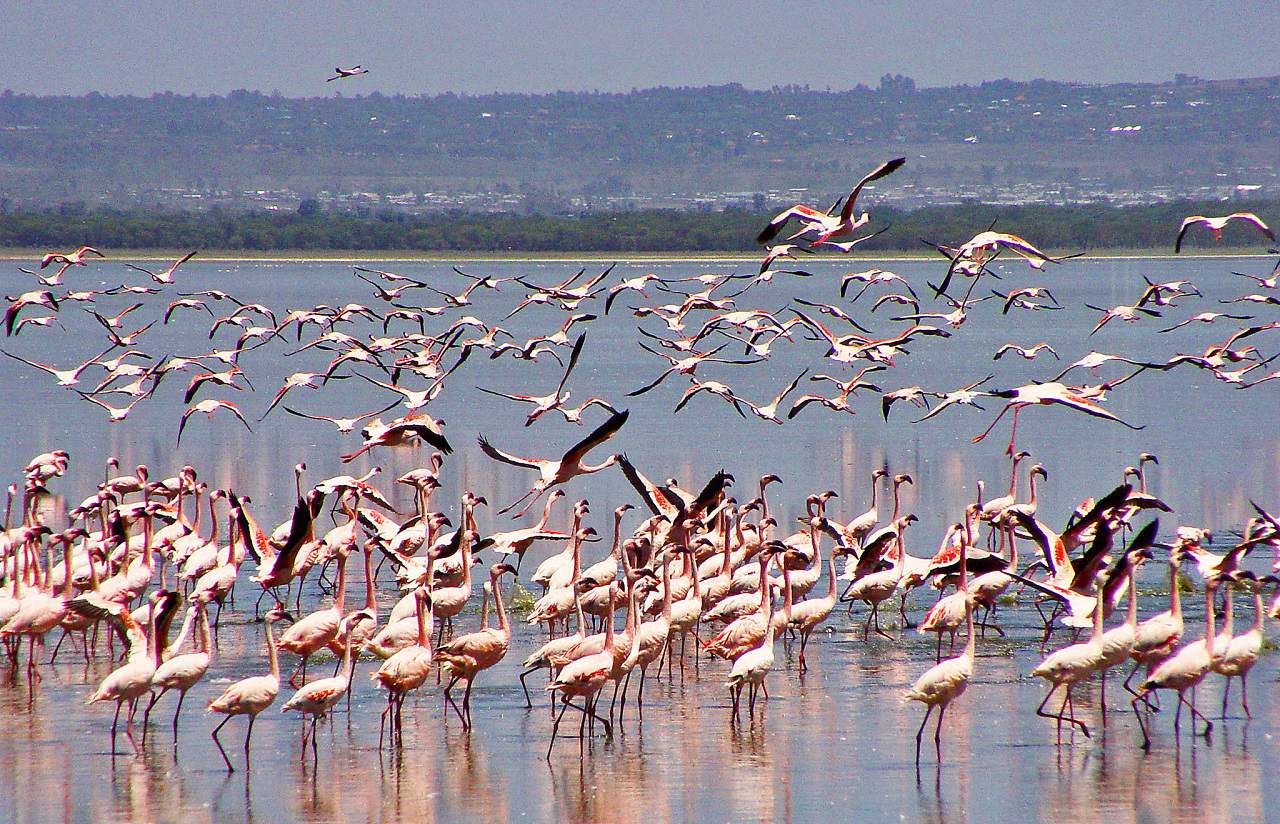 The 5 Best, Off-the-Beaten-Path Kenya Safari Destinations 3 Lake Nakuru pink flamingos