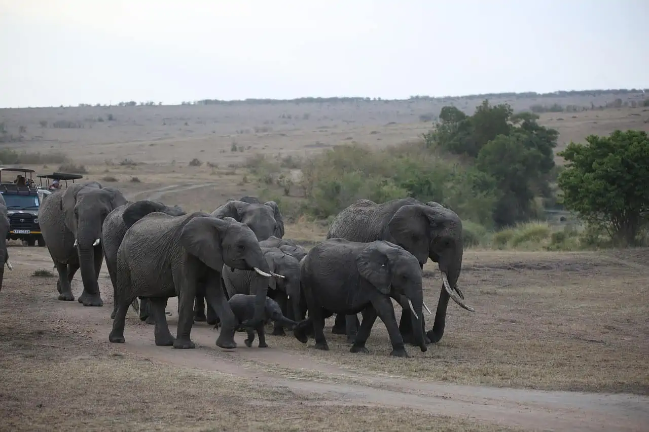 These Are the 5 Best, Kenya Safari Destinations 2 Maasai Mara Game Reserve