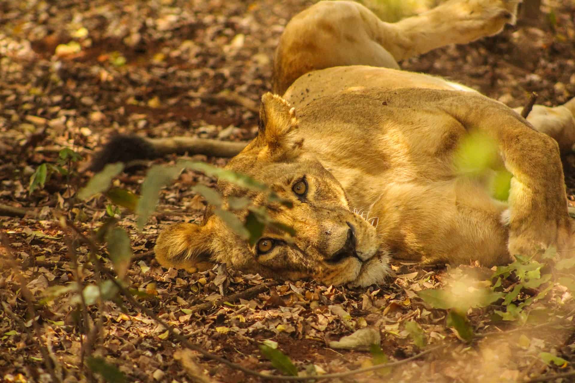 These Are the 5 Best, Kenya Safari Destinations 6 Nairobi National park