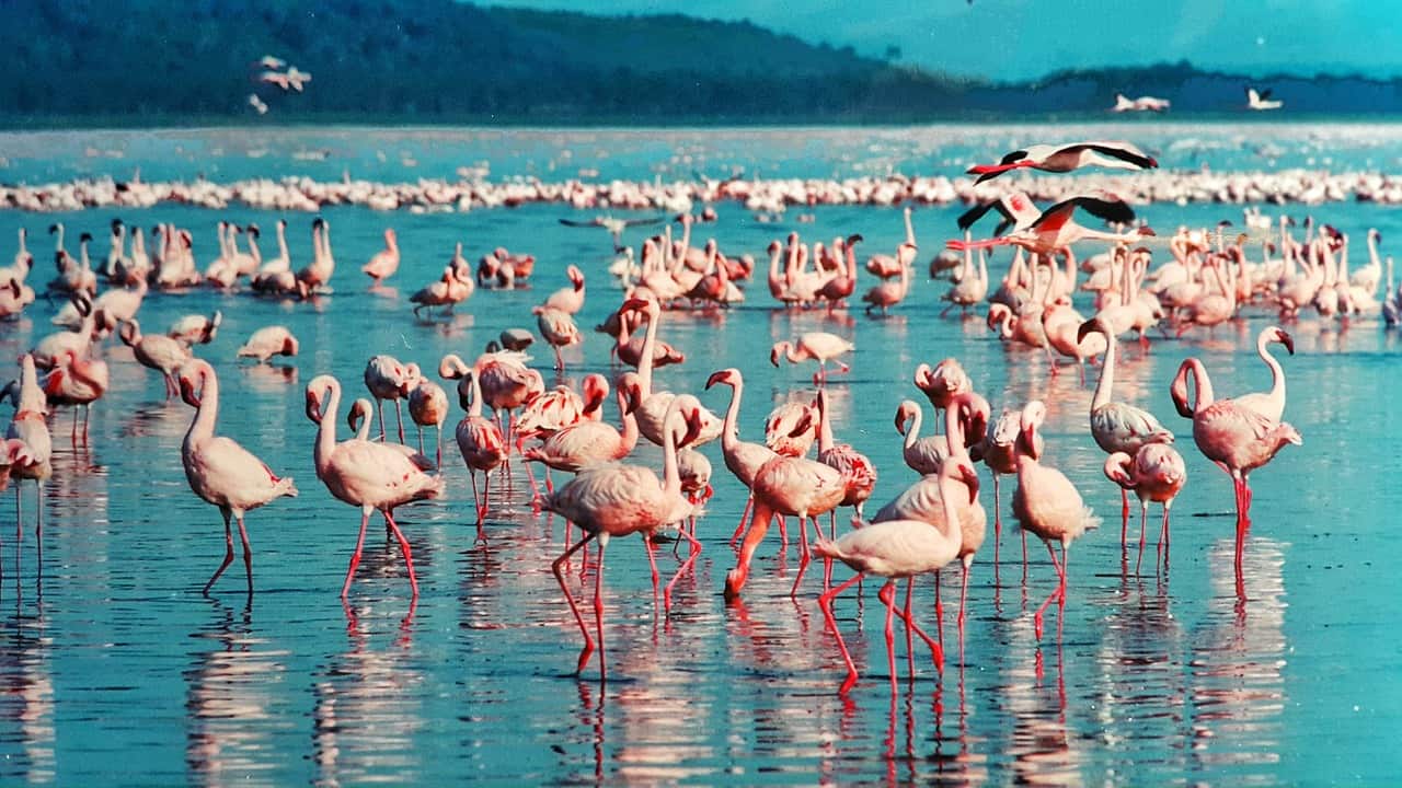 These Are the 5 Best, Kenya Safari Destinations 4 lake nakuru national park