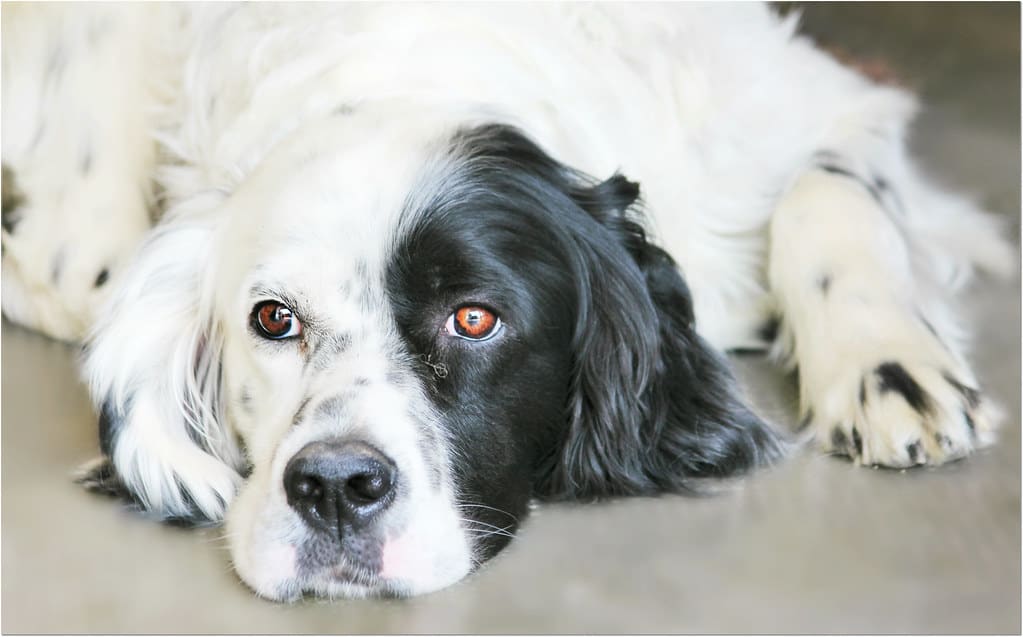 Craigslist Dog Crates And Other Pet Supplies You Probably Shouldn
