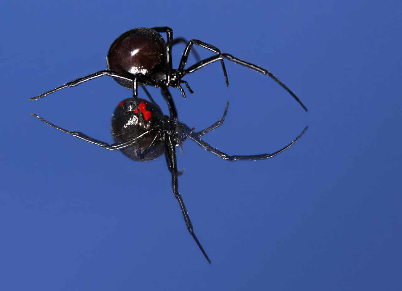 Человек каракурт. Каракурт паук. Черная вдова паук. Latrodectus mactans чёрная вдова. Каракурт черная вдова.