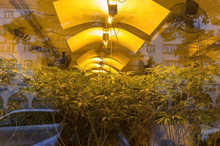 cannabis growing in lab