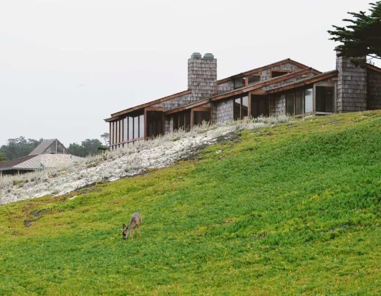 deer on lawn of ranch