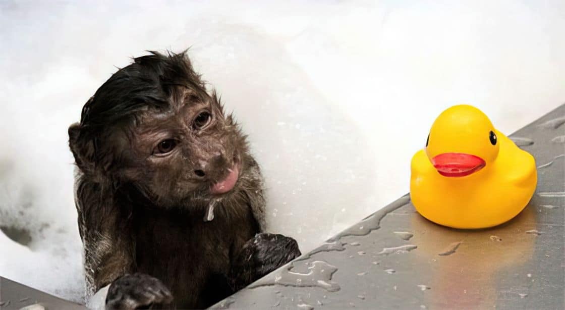 Helping Hands - Monkey Helpers For Awesome People 2 helping hands capuchian monkey03 upscaled