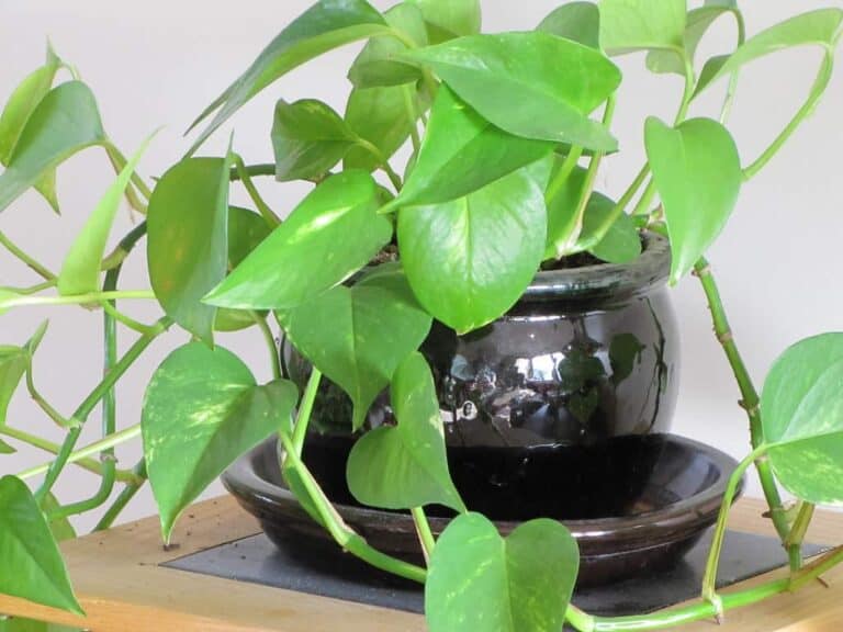house plant