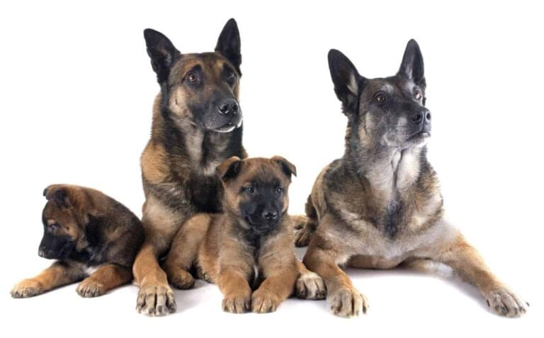 dogs together