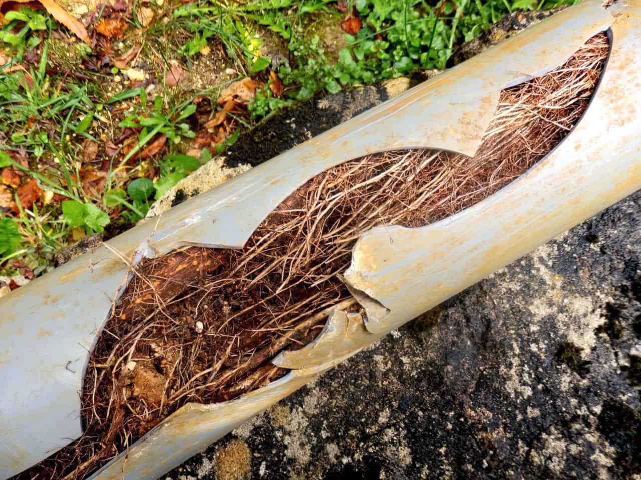 tree roots in pipes