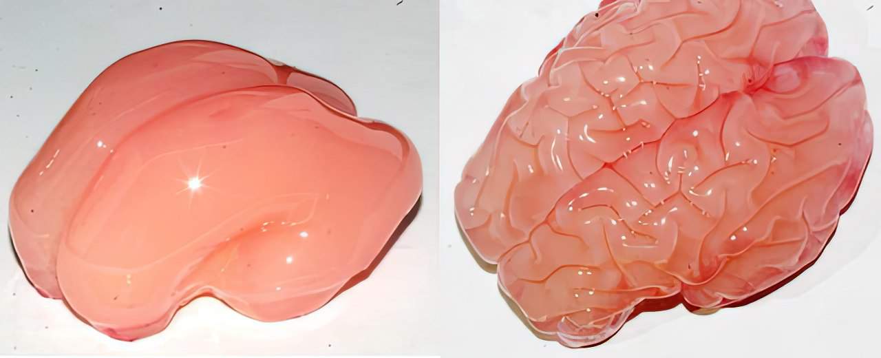 smooth brain vs wrinkled brain