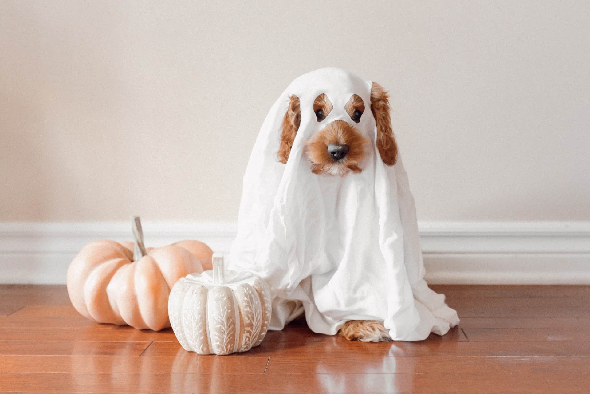 Ideas And Tips: Decorate Your Home For Halloween 3 cute puppy wearing halloween costume