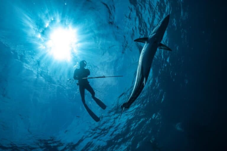 Spear Fishing Under Water