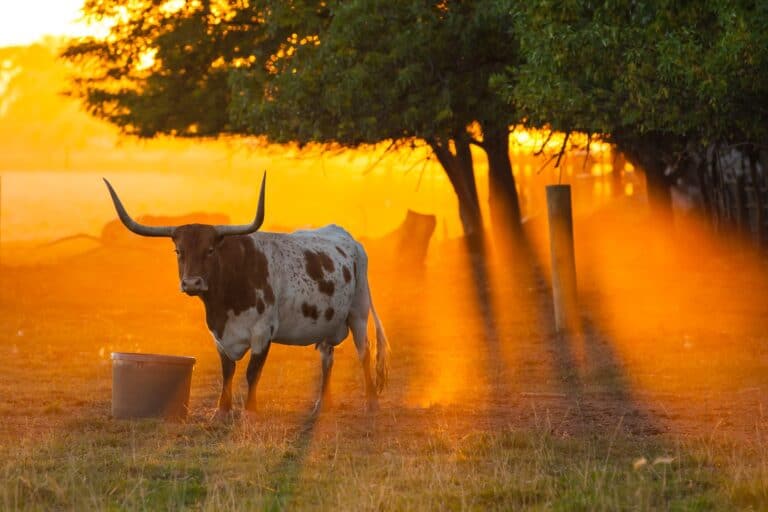 texas summer heat