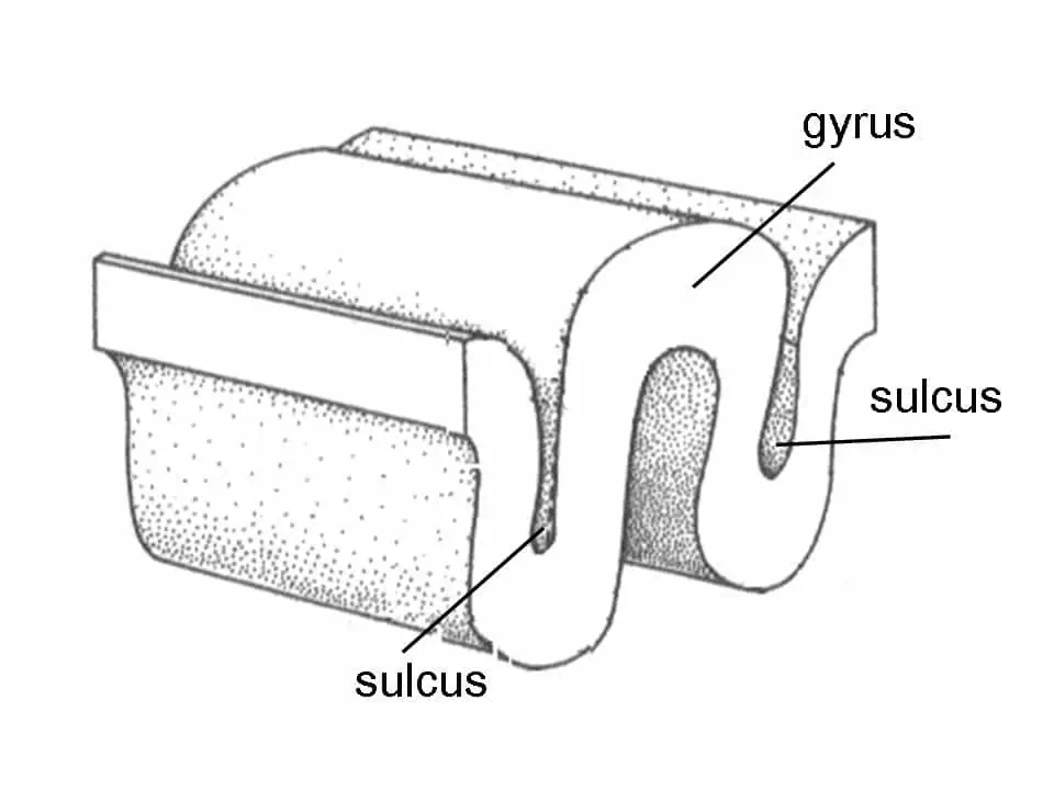 The Smooth Brain Meme: Everything You Need to Know 3 Gyrus sulcus