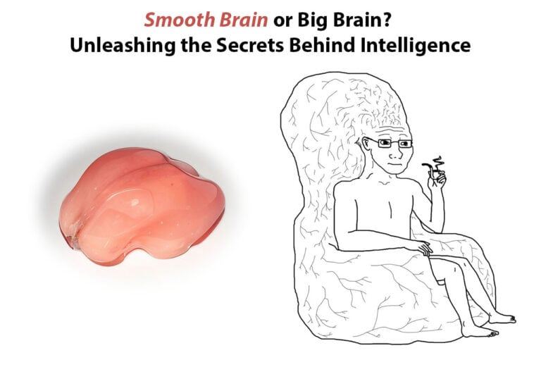 smooth brain vs big brain