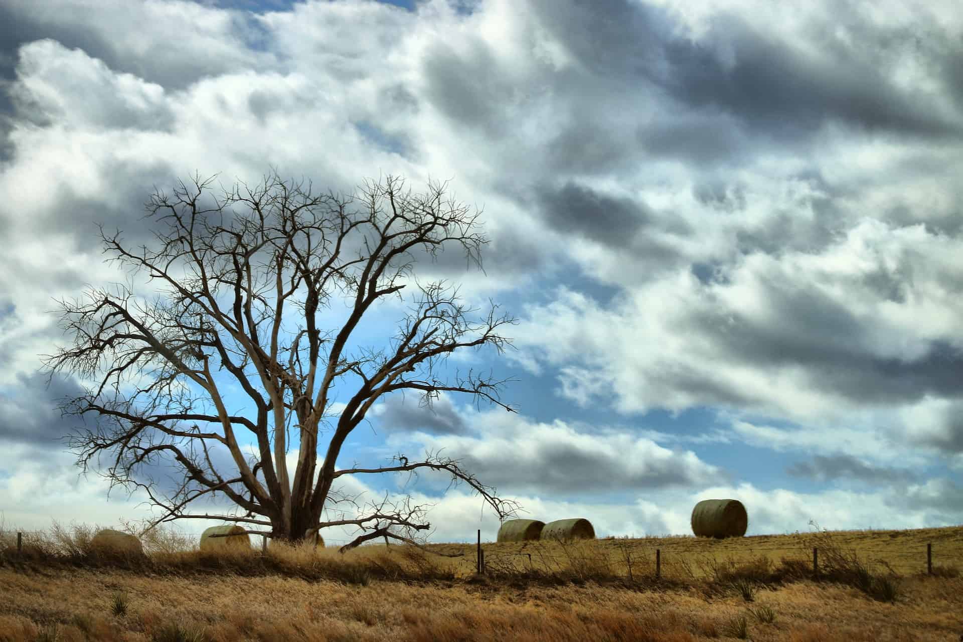 Tree in a hay field Lawrence Kansas