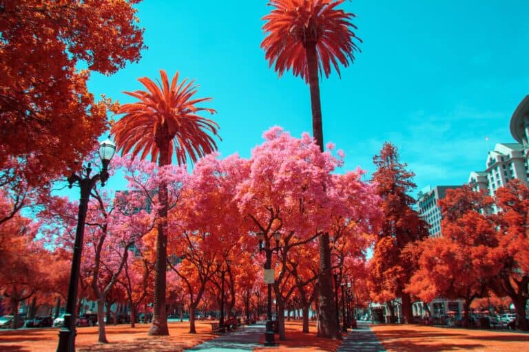 cherry blossoms in San Jose CA