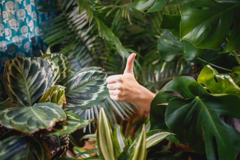 house plants thumbs up
