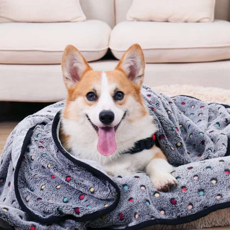 Ownkoti Pet Bed