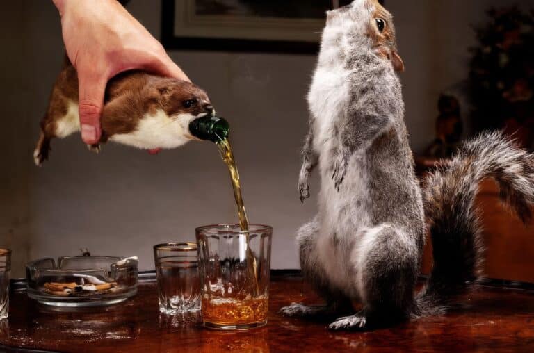 Squirrel Beer By BrewDog 1