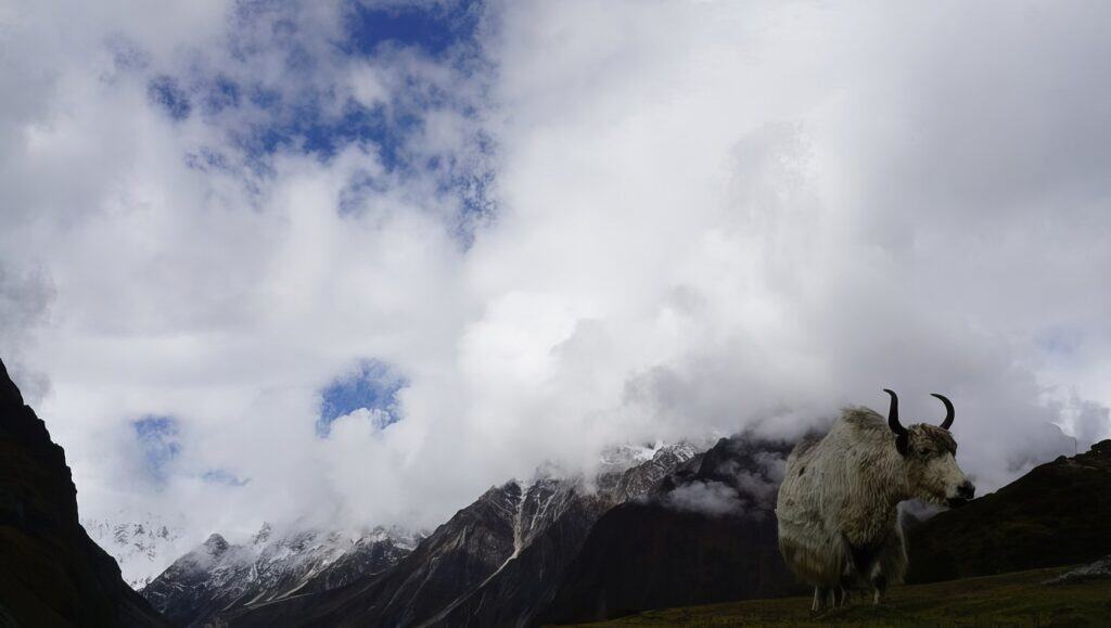 How Difficult Is Manaslu Trek? Challenges & Tips 8 Majestic mountain landscape with a yak in the foreground, snow-capped peaks, dramatic clouds, and rugged terrain, showcasing natural beauty and wildlife in a remote setting.