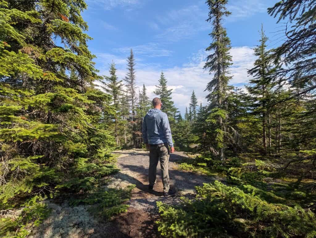Hiker walking on a forest trail surrounded by tall pine trees under a blue sky.