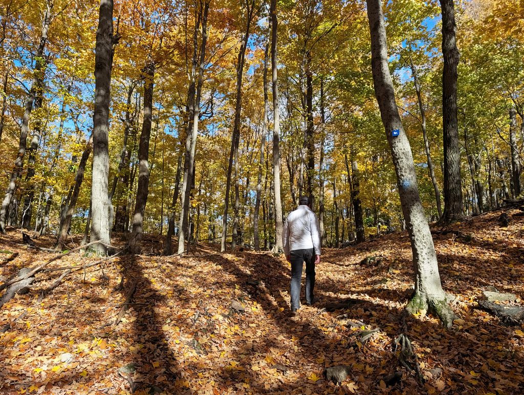 Helly Hansen Men's LIFALOFT™ Insulator Jacket Review: Three Weeks In, One Layering Lesson 3 Person walking through a colorful autumn forest with fallen leaves and tall trees.