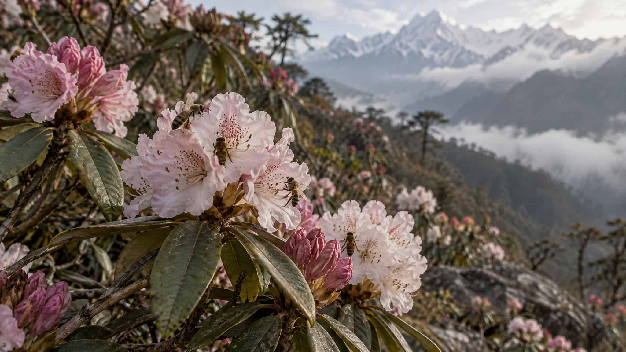 Mad Honey Dangers and Poisoning Symptoms: The 20-Minute-to-3-Hour Timeline 2 Pink rhododendron flowers in the foreground with snow-capped mountains and misty clouds in the background, showcasing a stunning natural scenery.